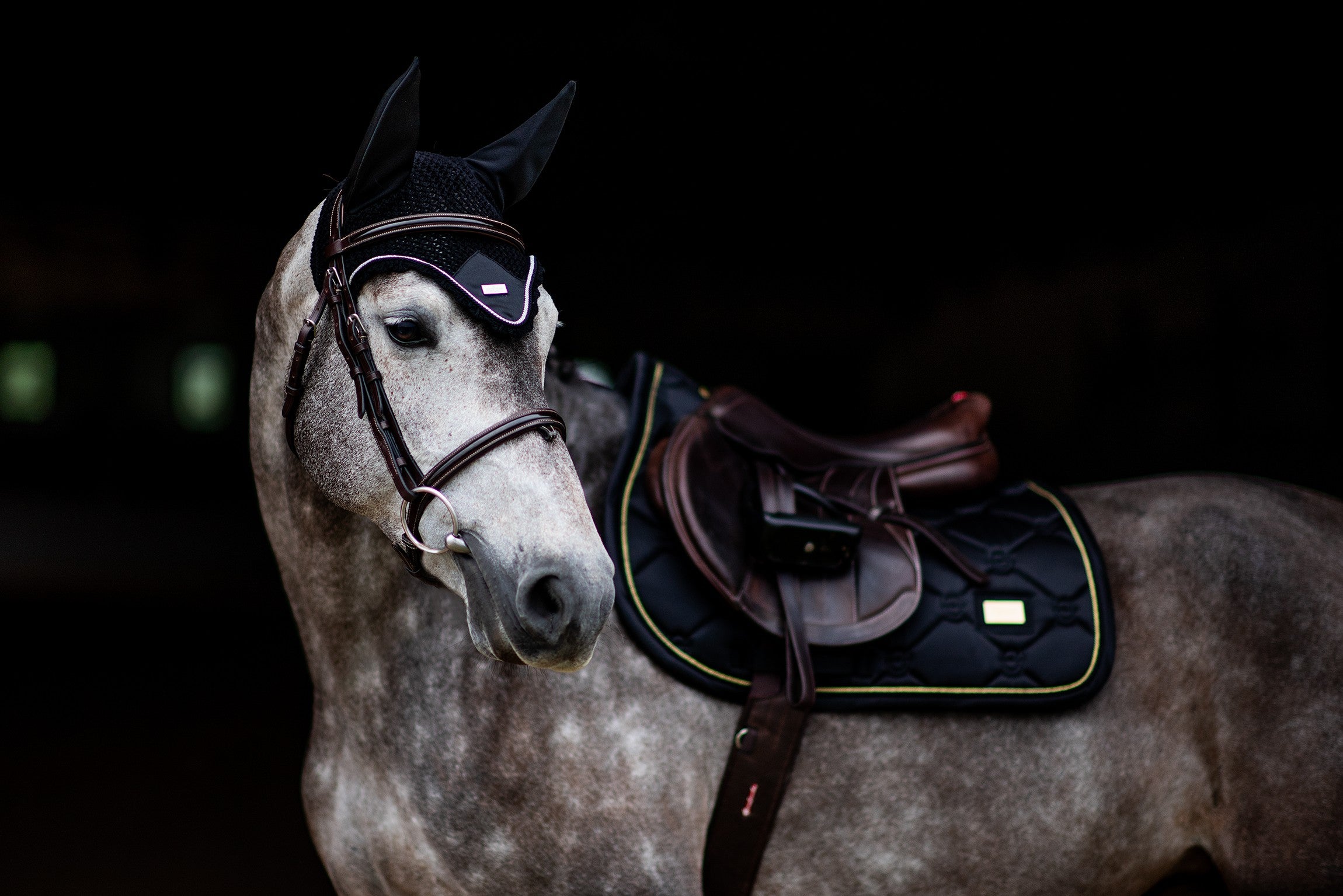 Black Edition Gold saddle pad - Equestrian Stockholm