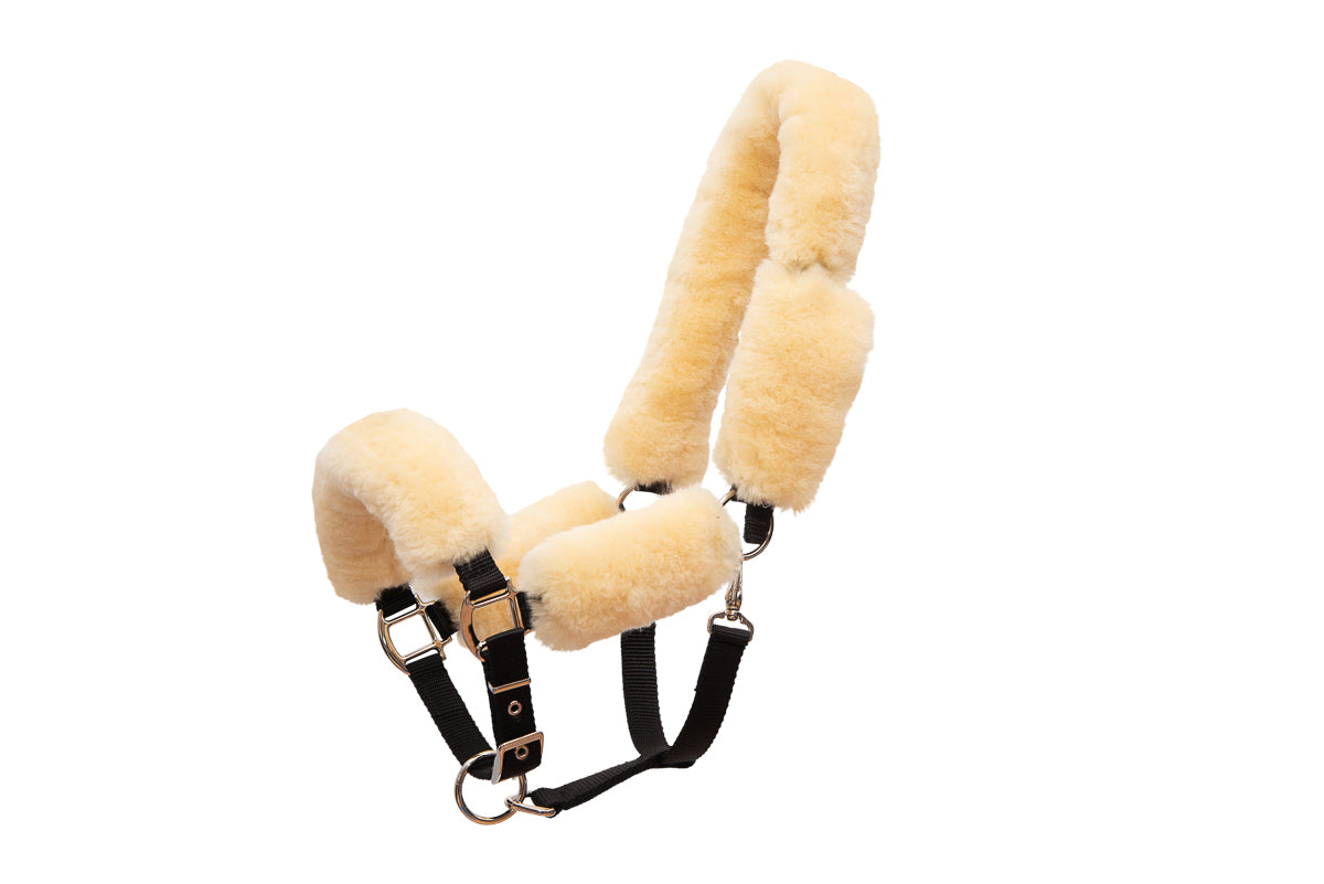 Licol avec set mouton - Mattes