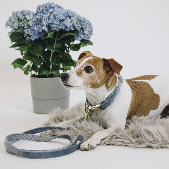 Laisse pour chien Velvet 120 cm - Kentucky