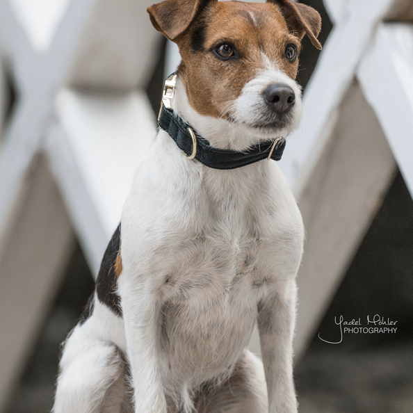 Corduroy dog collar - Kentucky