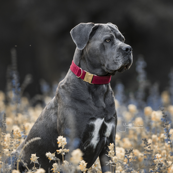 Corduroy dog collar - Kentucky