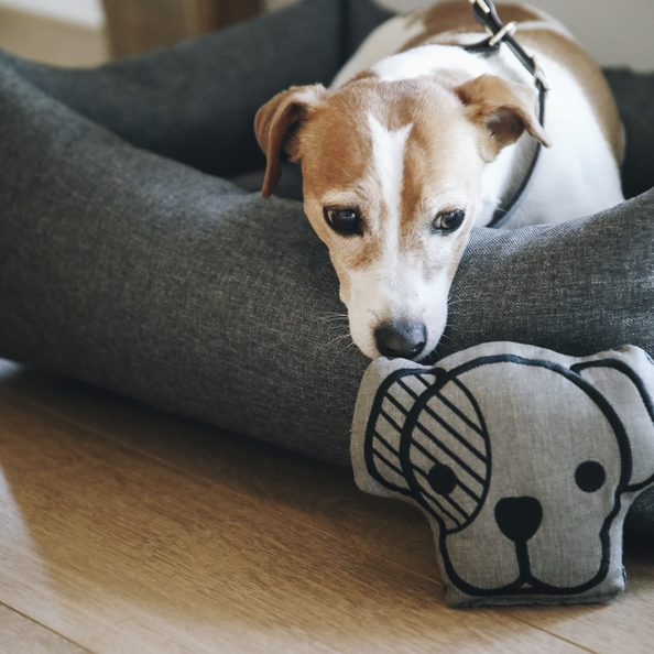 Jouet pour chien Dog Head - Kentucky