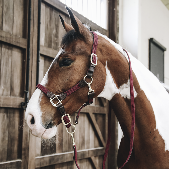 Braided nylon halter - Kentucky