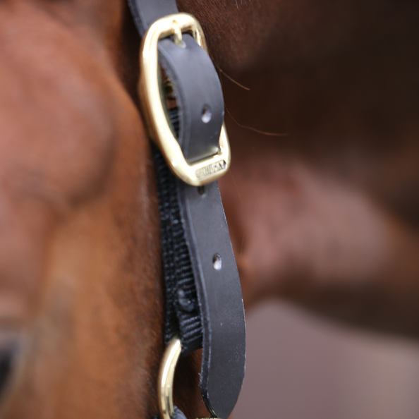 Control Halter - Kentucky