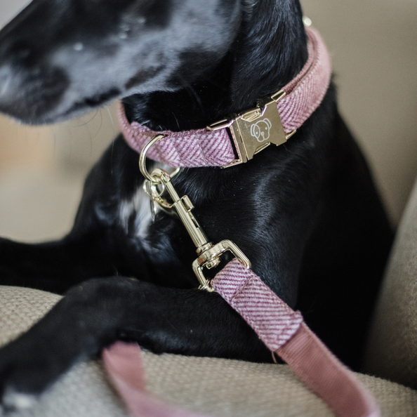 Laisse pour chien Wool - Kentucky