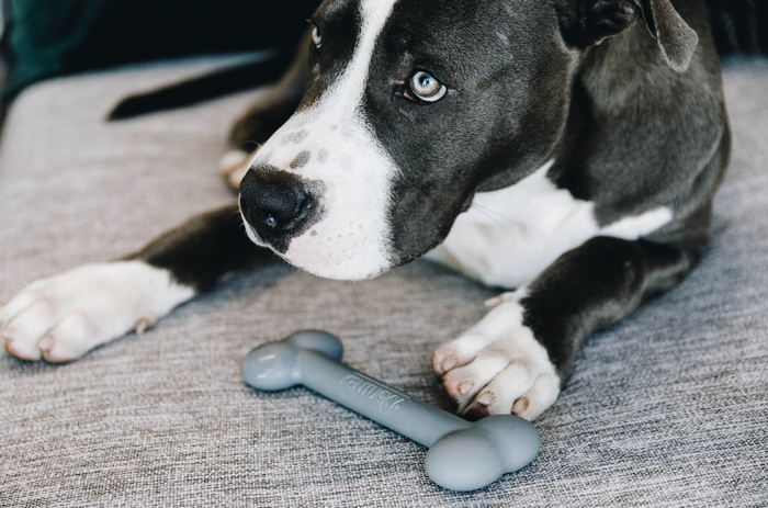 Jouet pour chien silicone Os - Kentucky