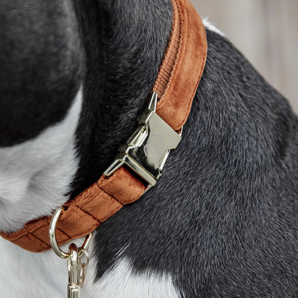 Collier pour chien Velvet - Kentucky