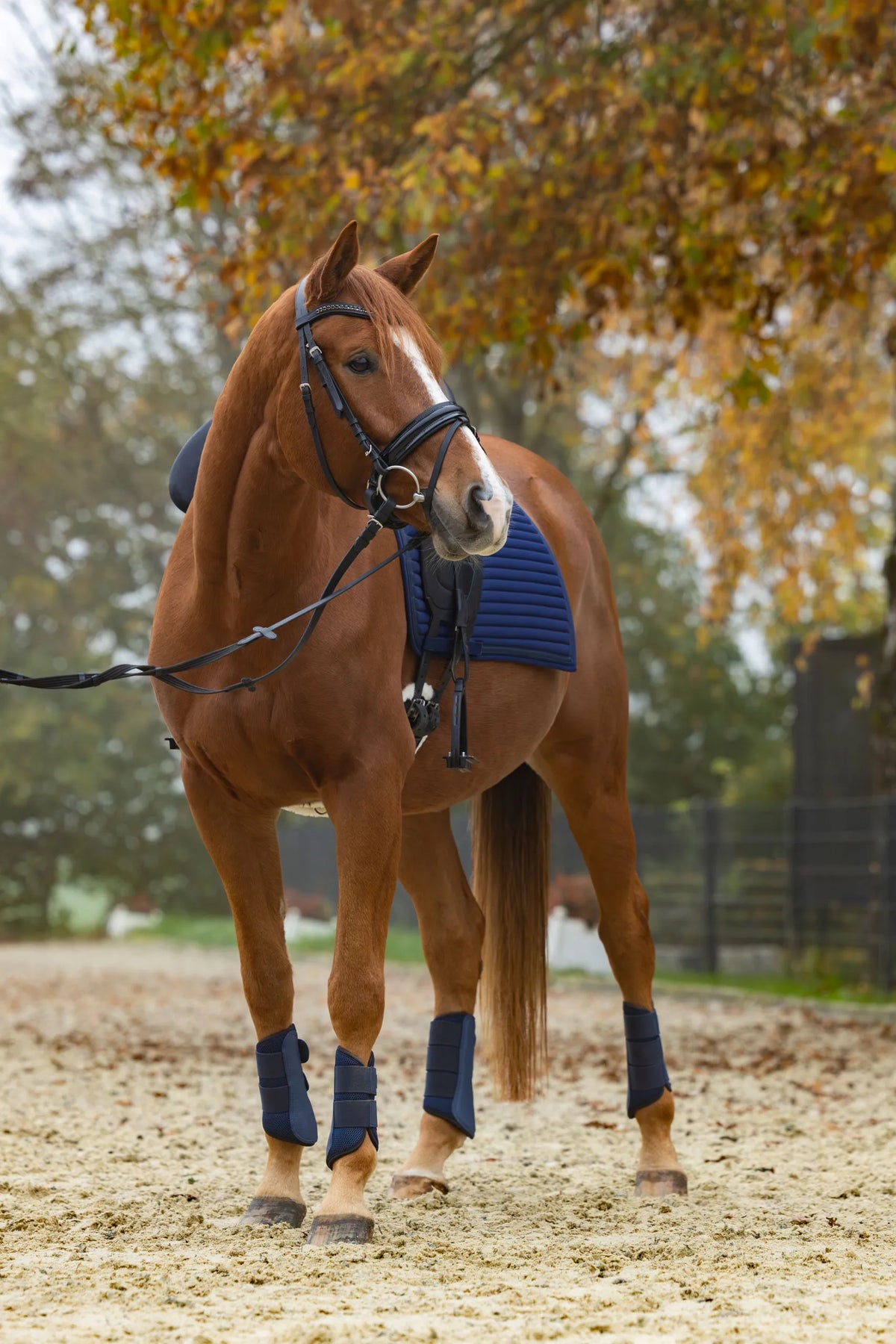 Guêtres de dressage mesh Avina - Covalliero