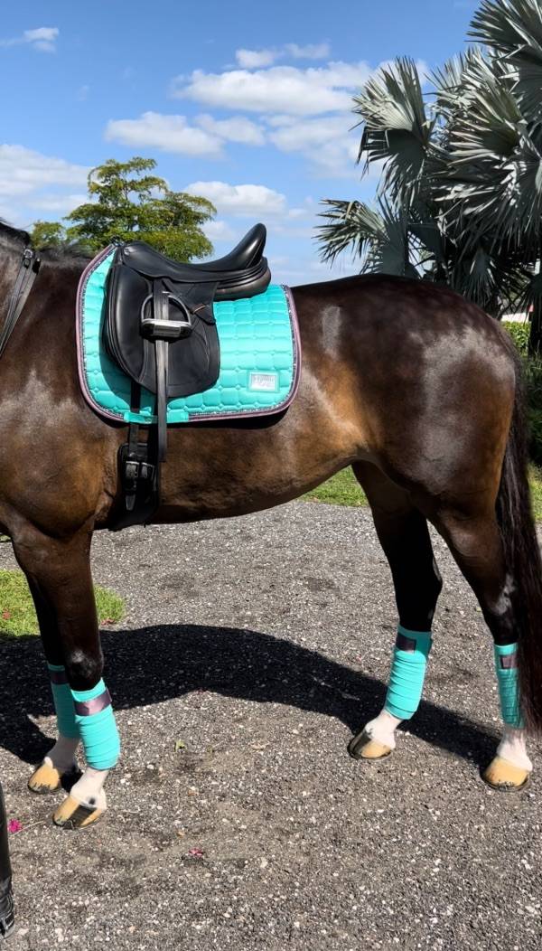 Frosty Mint Rug - Equito