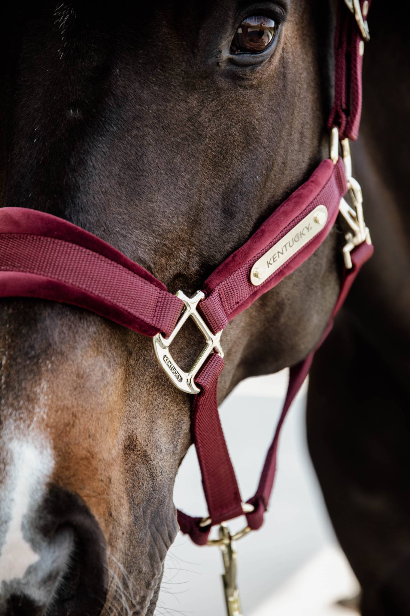 Licol Velvet Bordeaux - Kentucky