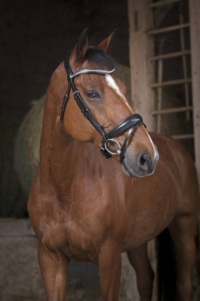 Pro Strass Bridle - Norton