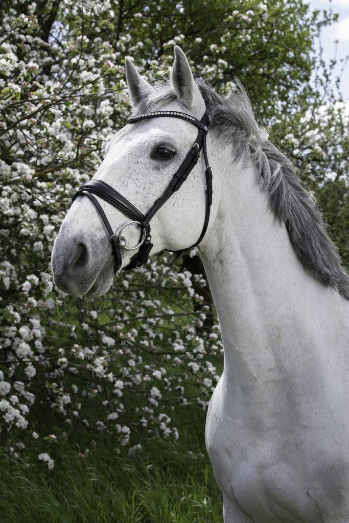 Pro Strass Bridle - Norton
