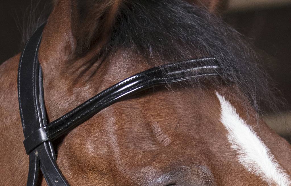 Comfort bridle - Norton PRO