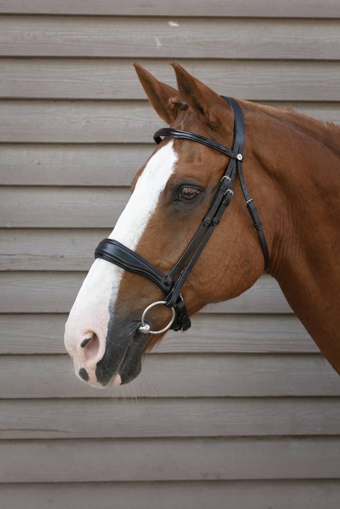 Comfort bridle - Norton PRO