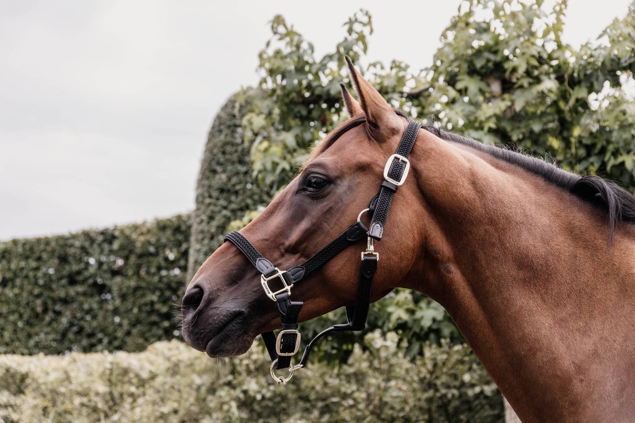 Braided nylon halter - Kentucky