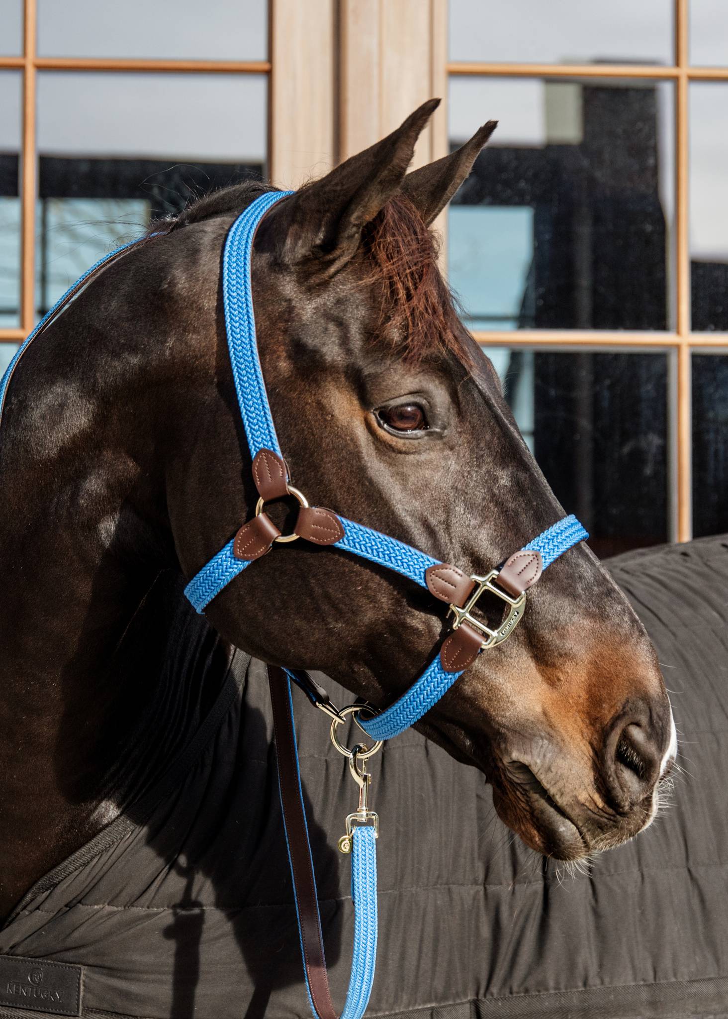 Braided nylon halter - Kentucky