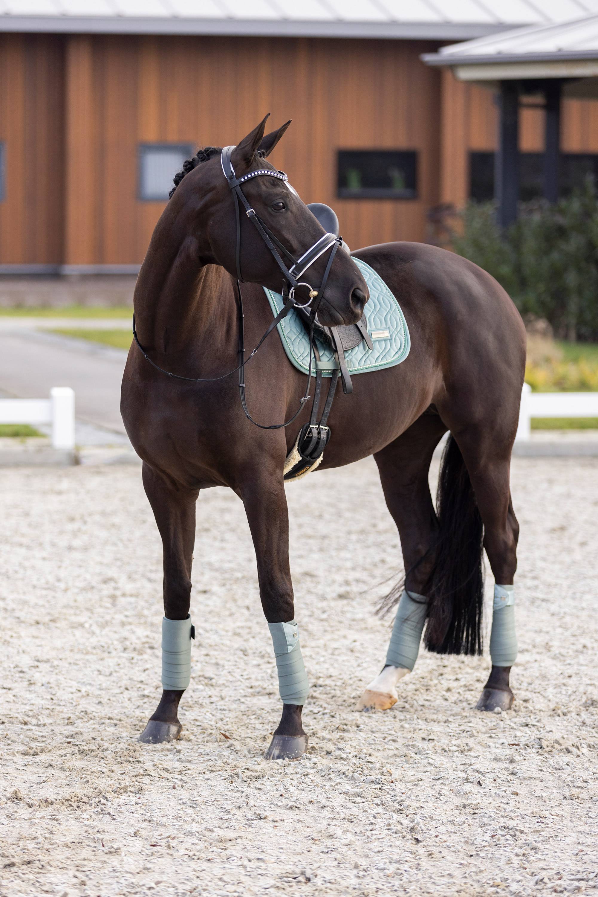 Sky velvet carpet - Imperial Riding