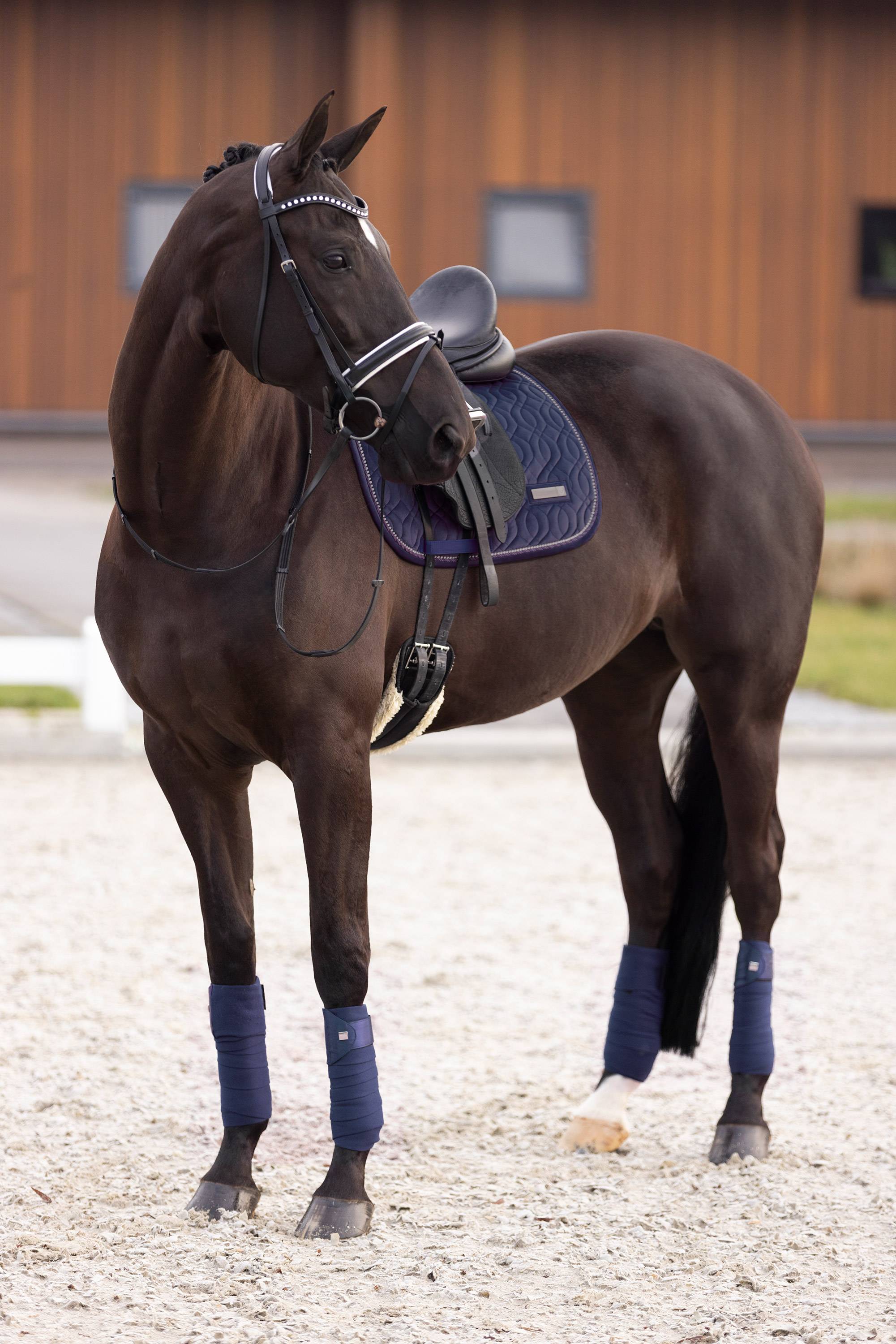 Sky velvet carpet - Imperial Riding