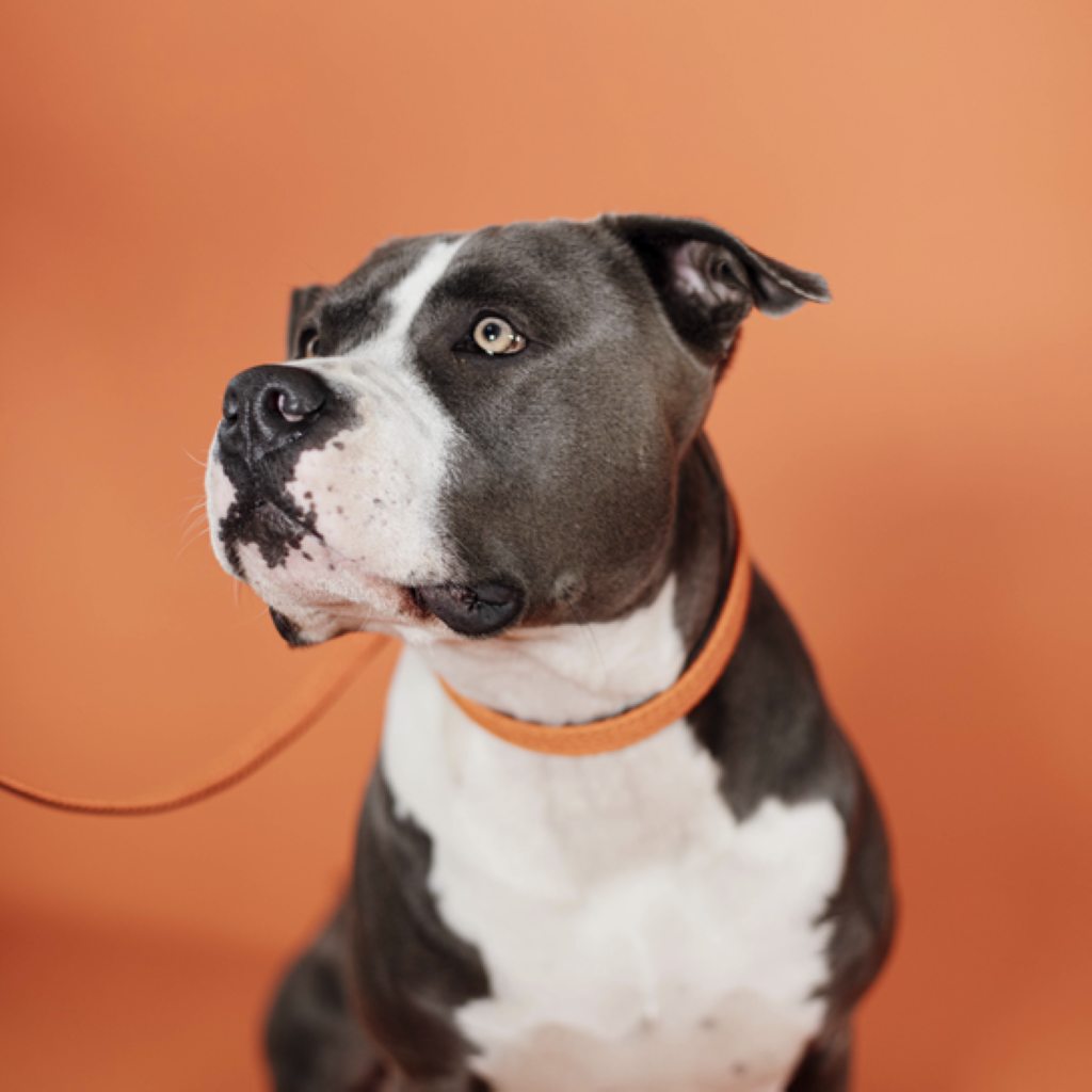 Collier pour chien en Nylon tressé - Kentucky