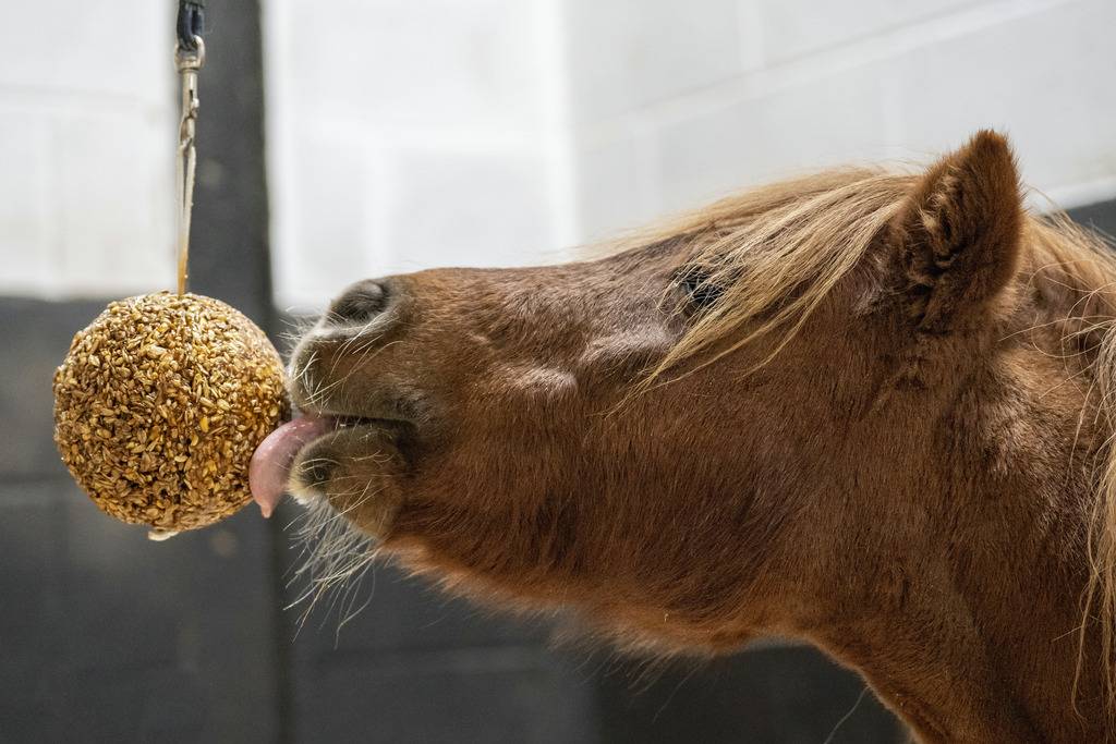 Friandise en balle Stall Ball à accrocher - LIKIT