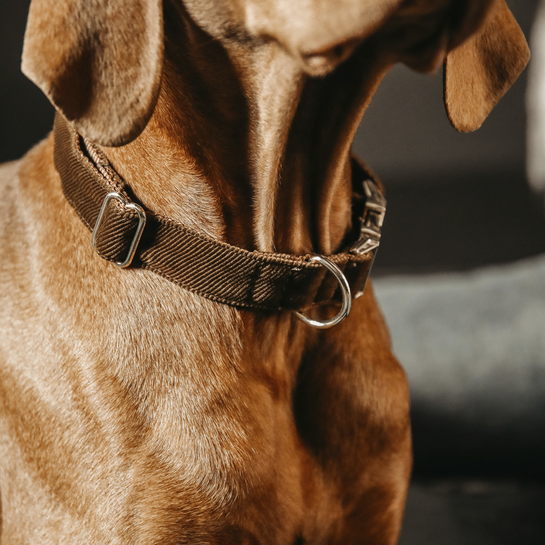 Brown Corduroy dog collar - Kentucky