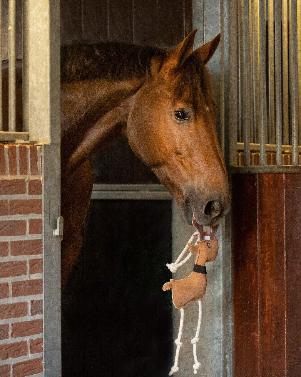 Jouet pour cheval Rudolph - QHP