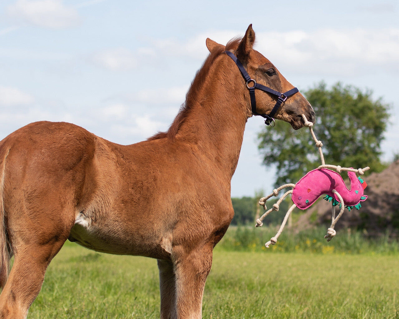 Jouet pour cheval Licorne - QHP