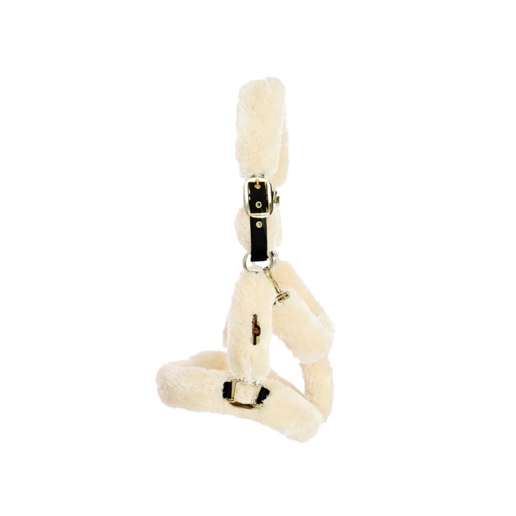 Licol de transport mouton - Kentucky