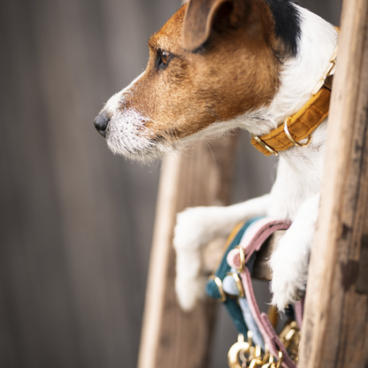 Collier pour chien Velvet - Kentucky