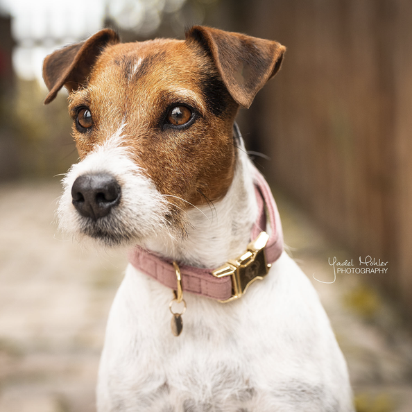 Collier pour chien Velvet - Kentucky