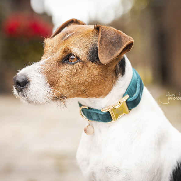 Collier pour chien Velvet - Kentucky