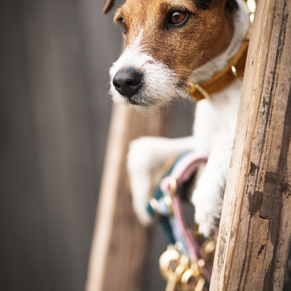 Collier pour chien Velvet - Kentucky