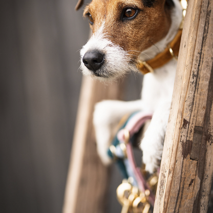 Collier pour chien Velvet - Kentucky
