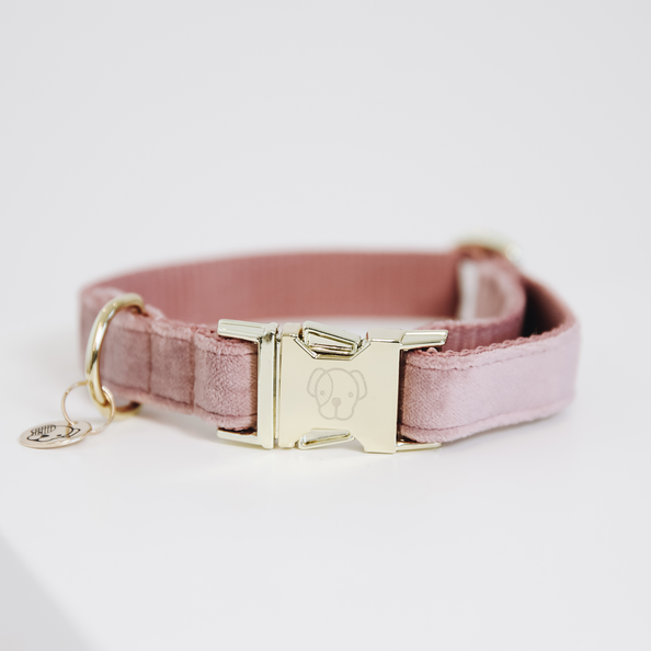 Collier pour chien Velvet - Kentucky