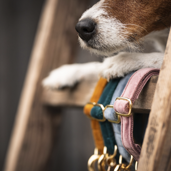 Collier pour chien Velvet - Kentucky