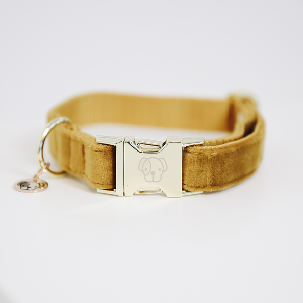 Collier pour chien Velvet - Kentucky