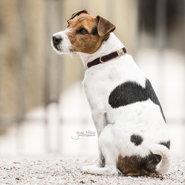 Corduroy dog ​​collar - Kentucky