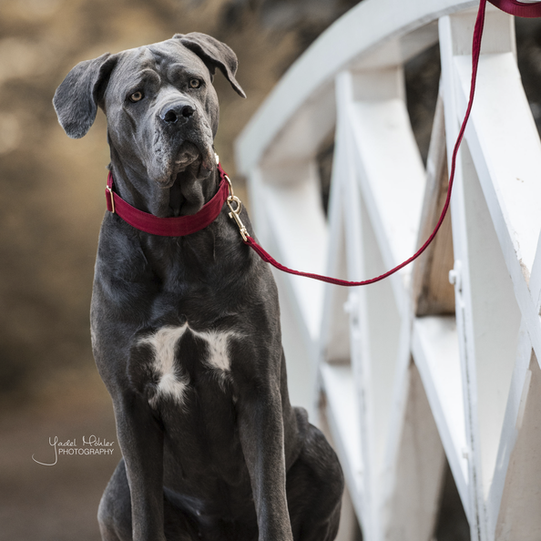 Corduroy Dog Leash - Kentucky