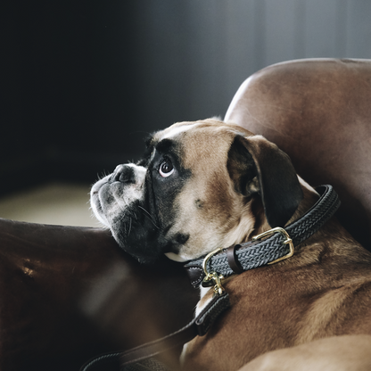 Collier pour chien en Nylon tressé - Kentucky