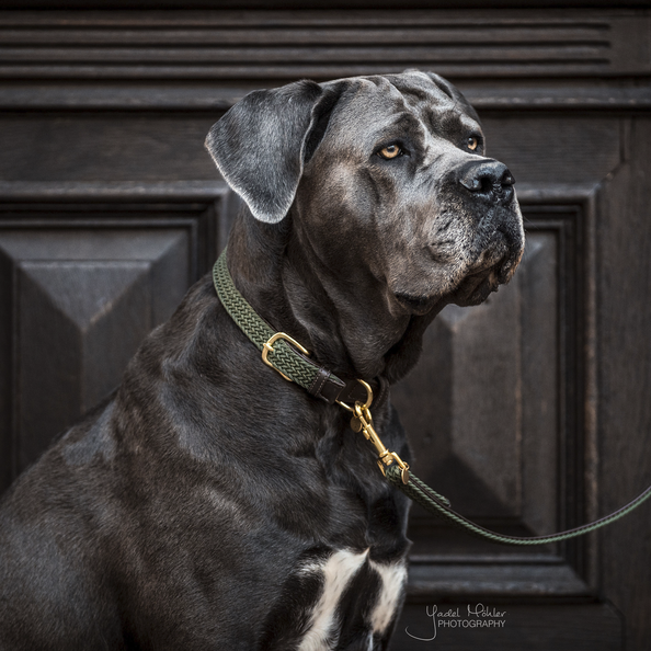 Collier pour chien en Nylon tressé - Kentucky