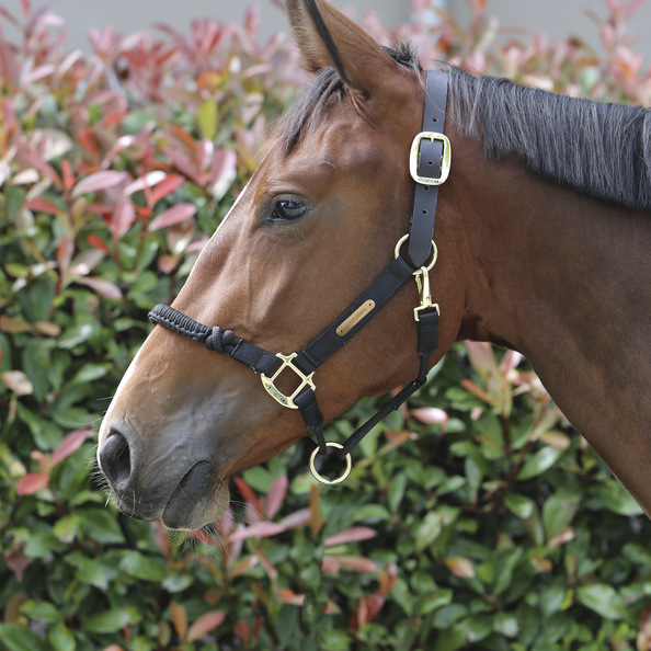 Control Halter - Kentucky