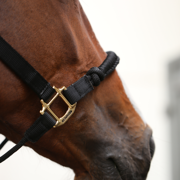 Control Halter - Kentucky