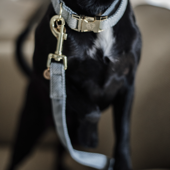 Laisse pour chien Wool  - Kentucky