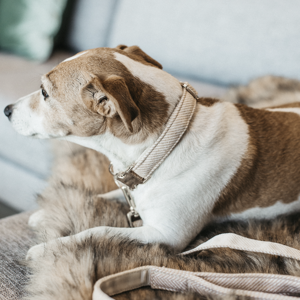 Collier pour chien Wool  - Kentucky