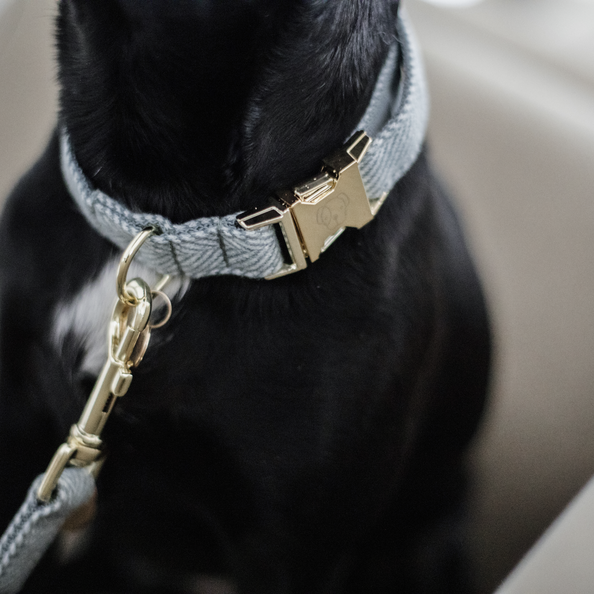 Collier pour chien Wool  - Kentucky