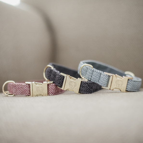 Collier pour chien Wool  - Kentucky