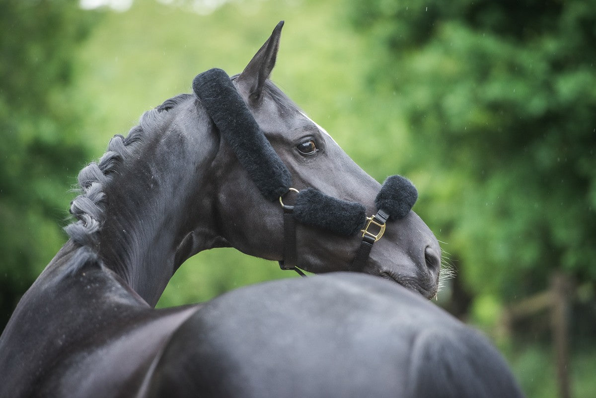 Mattes Deluxe Winter 2020 Edition Halter and Lead - Black