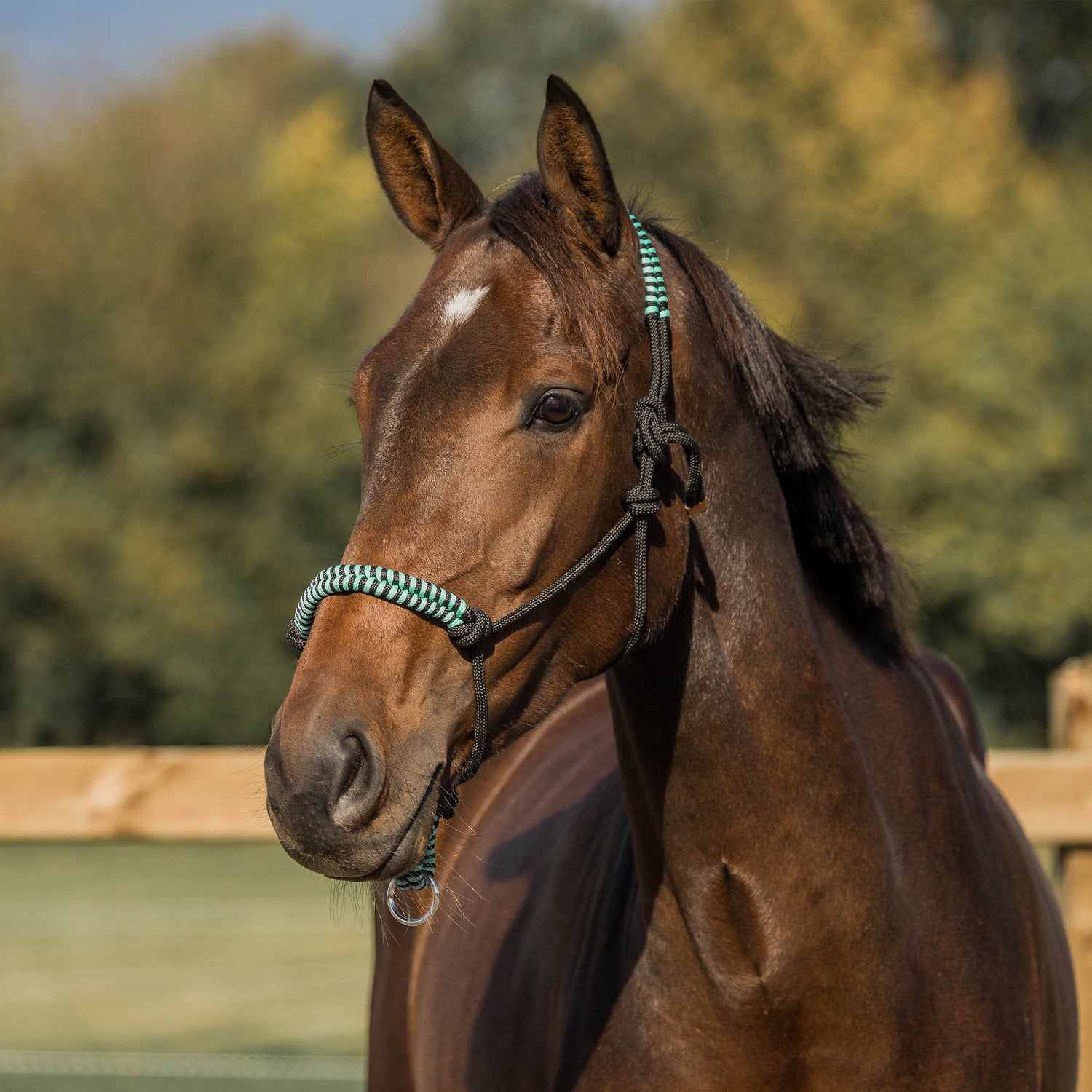 Rope halter - HORKA