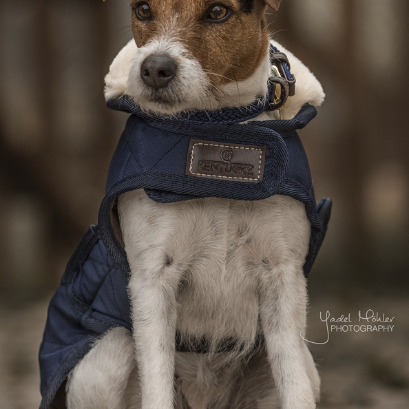 Manteau pour chien Original - Kentucky