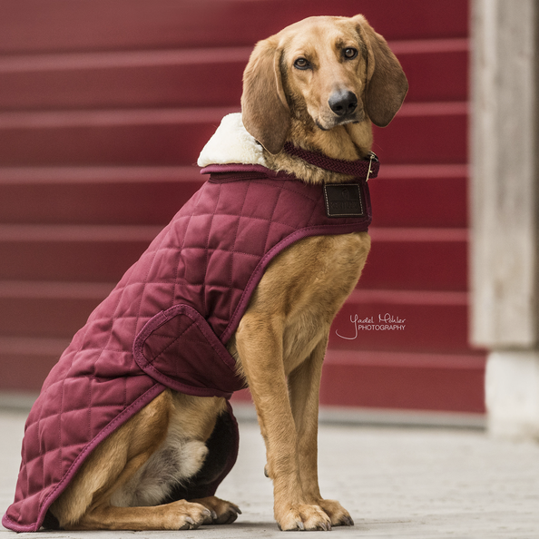 Manteau pour chien Original - Kentucky
